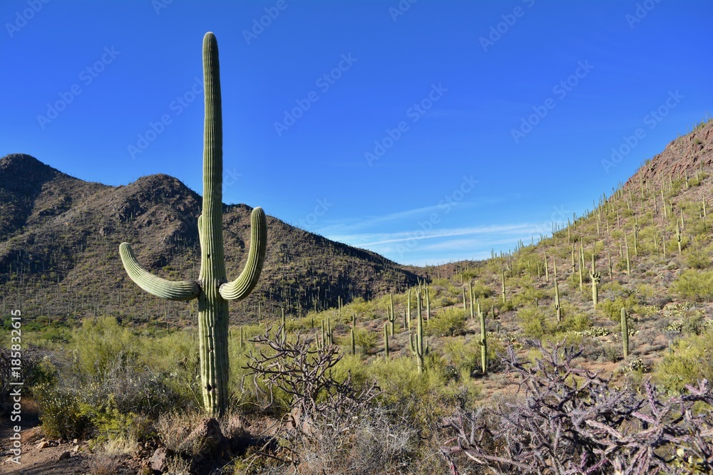Saguaro Cactus Cacti Bowen Trail Starr Pass Tucson Arizona