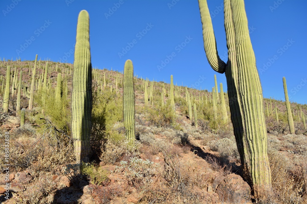 Saguaro Cactus Cacti Bowen Trail Starr Pass Tucson Arizona Saguaro Cactus Cacti Bowen Trail Starr Pass Tucson Arizona