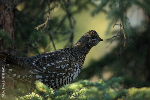 Spruce Grouse or Canada Grouse (Falcipennis canadensis), Alaska, United States photo