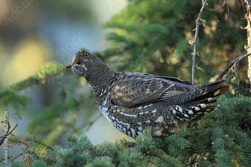 Spruce Grouse or Canada Grouse (Falcipennis canadensis), Alaska, United States photo