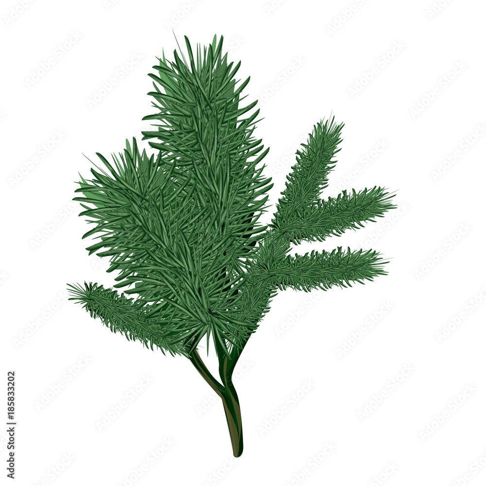 Christmas tree branch, vector isolated illustration, new year, christmass Christmas tree branch, vector isolated illustration, new year, christmass