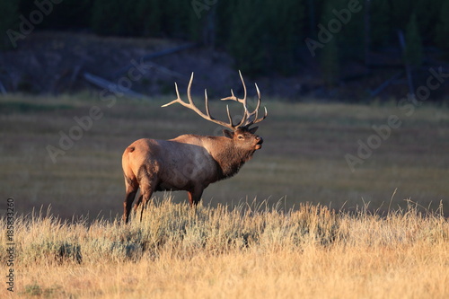 Elk (Wapiti), Cervus elephas, Yellowstone National Park, Wyoming, United States