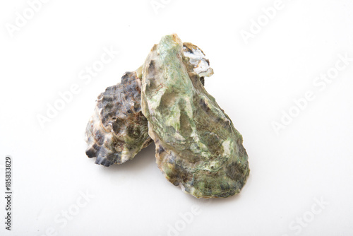 isolated oyster on white background