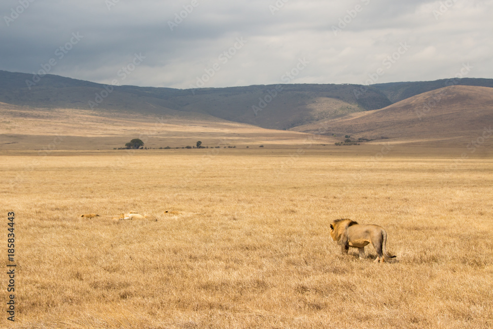 Male lion standing still in Ngorongoro crater