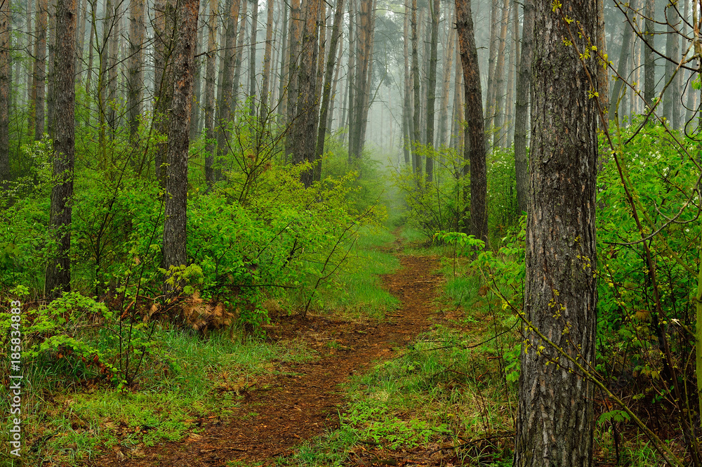 Gęsty las w pochmurny dzień wiosną lub latem.