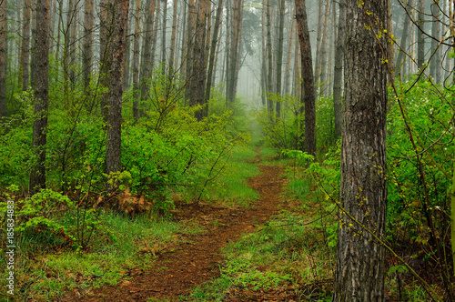 Gęsty las w pochmurny dzień wiosną lub latem. © W Korczewski