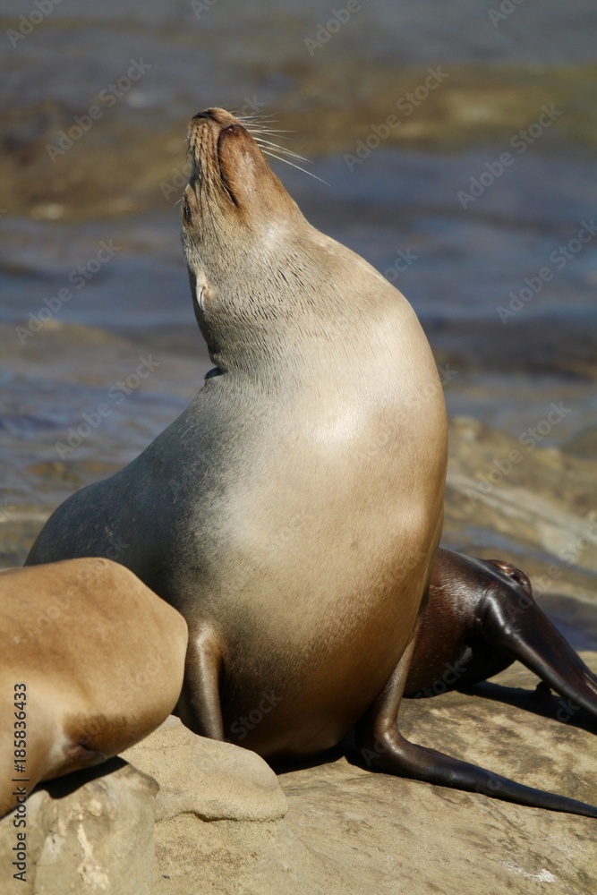 Obraz premium Sea Lion sun bathing on rocks