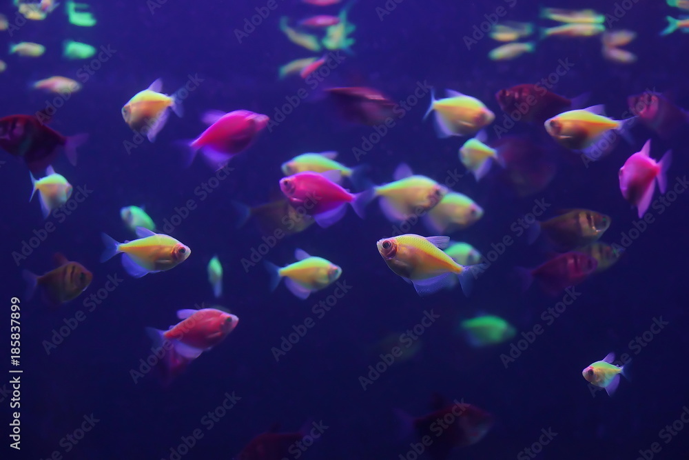 beautiful small fish in an aquarium texture background Stock Photo