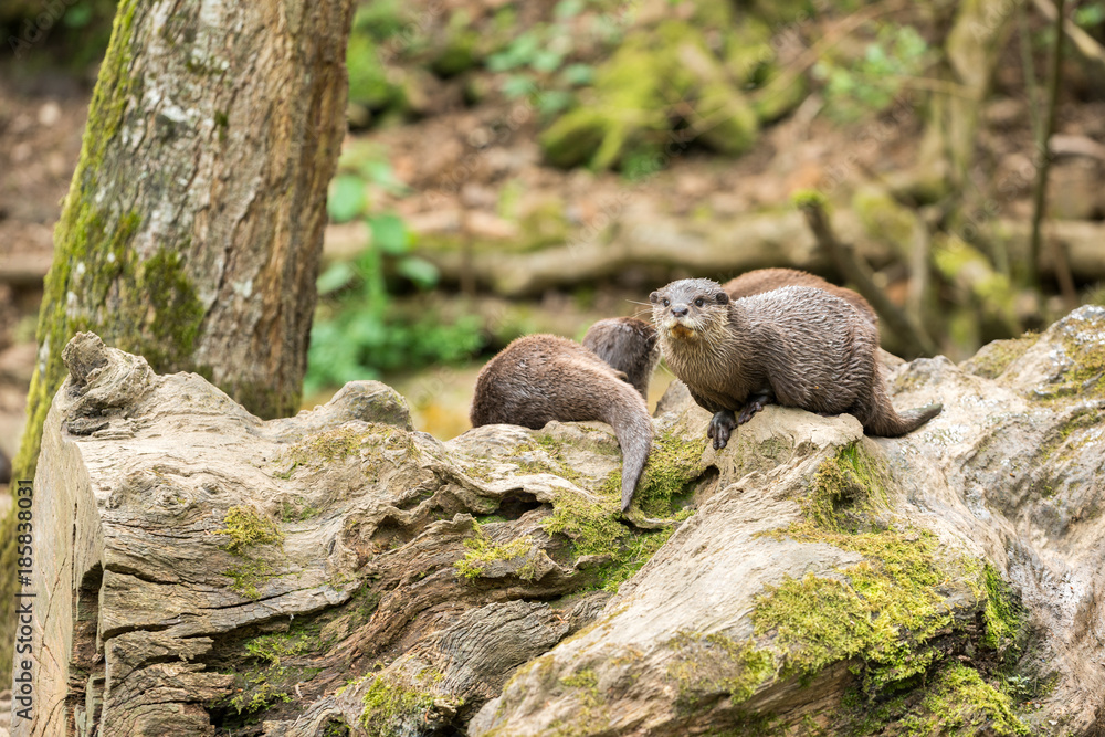 Fototapeta premium loutres