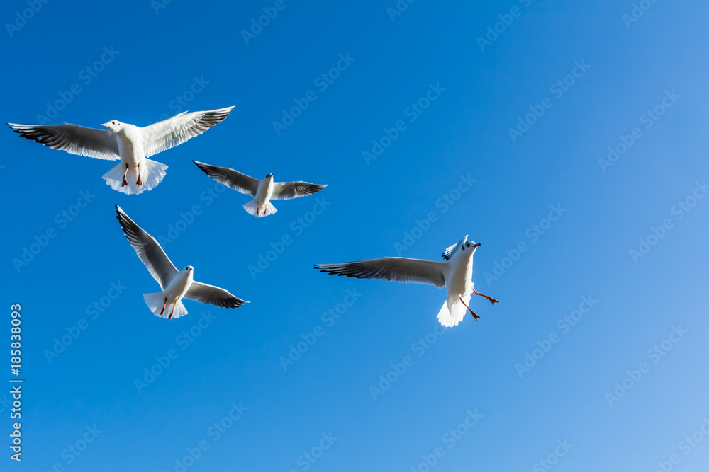 Small flock of black-headed gulls in acrobatic flight against blue sky