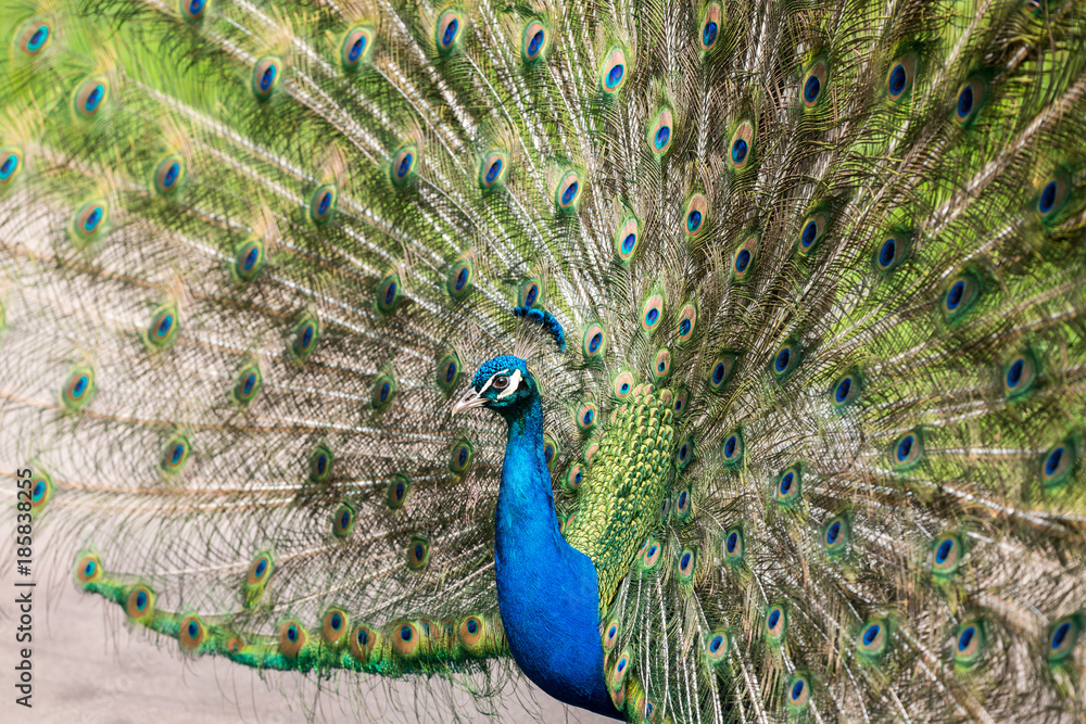 Obraz premium paon qui fait la roue parade nuptiale