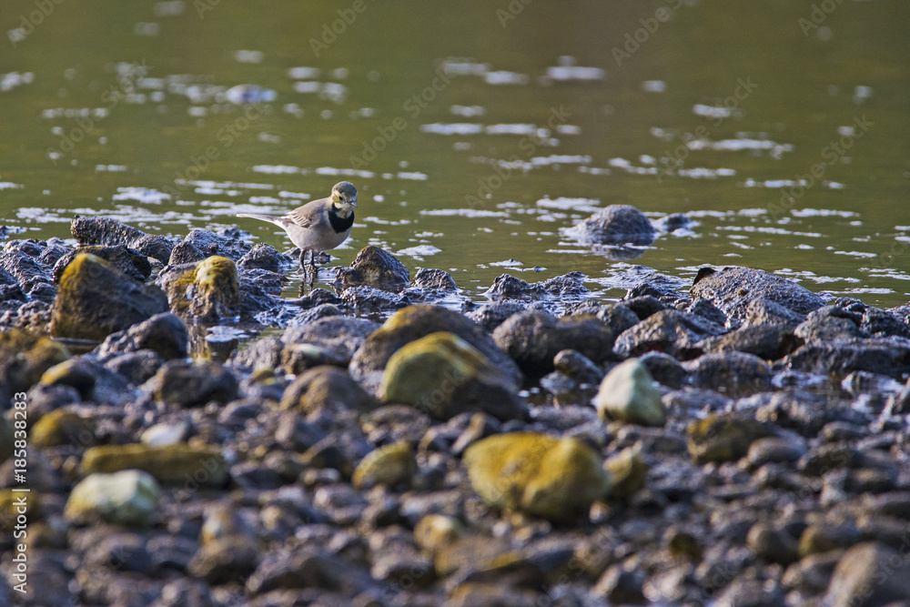 Ballerina Bianca (Motacilla Alba) Ballerina Bianca (Motacilla Alba)