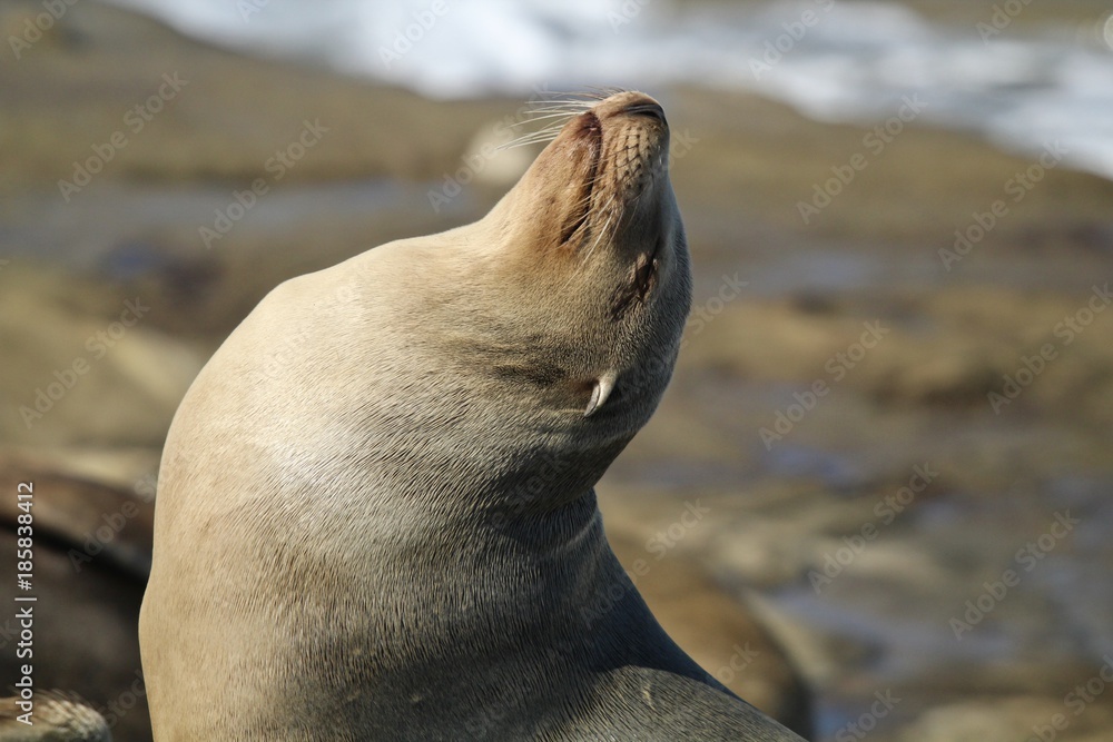Fototapeta premium California Sea Lion Sun Bathing on rock in LaJolla California close up