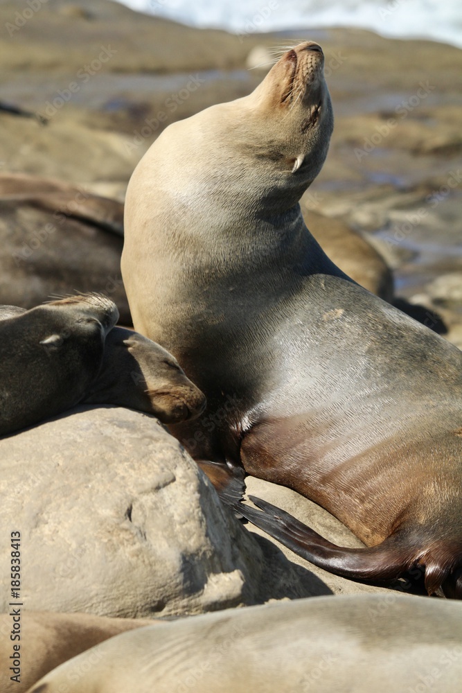 Fototapeta premium California Sea Lion Sun Bathing on rock in LaJolla California