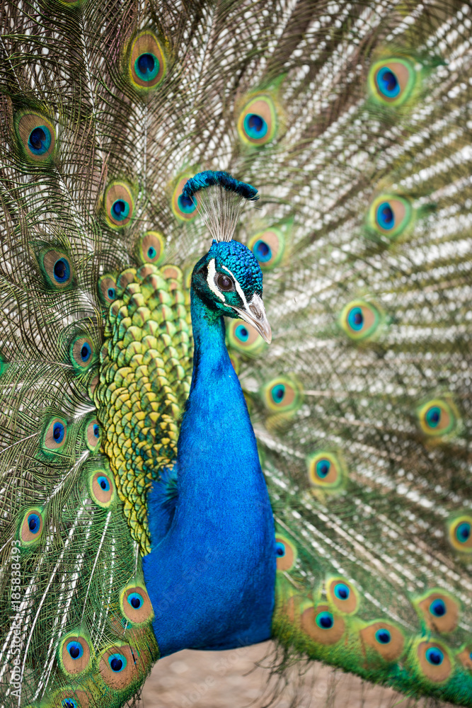 Obraz premium paon qui fait la roue parade nuptiale