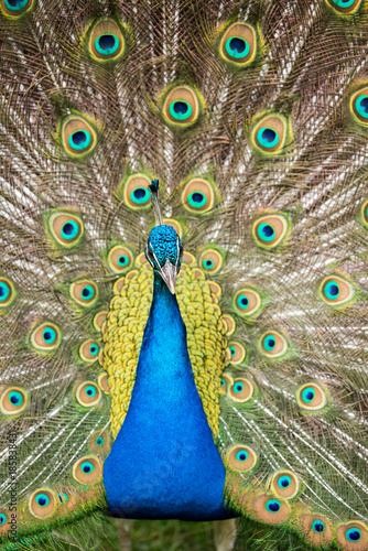 Paon Qui Fait La Roue Parade Nuptiale Stock Photo Adobe Stock