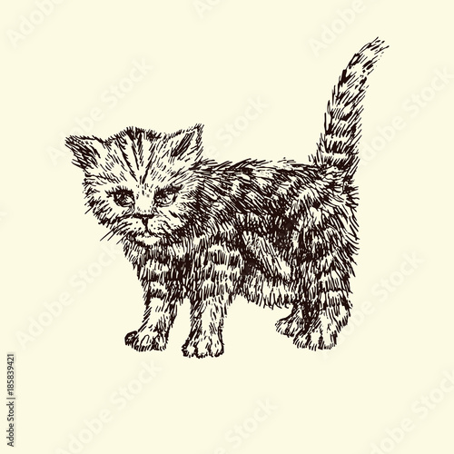 Kitten, hand drawn doodle sketch, isolated vector outline illustration