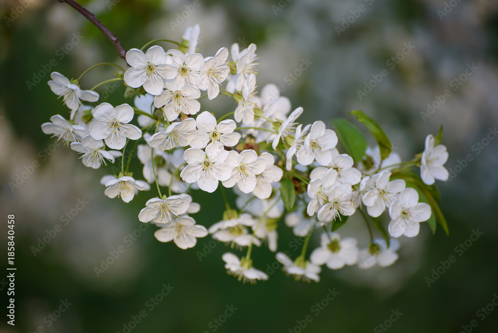 Blossoming of cherry flowers in spring time, natural seasonal floral background Blossoming of cherry flowers in spring time, natural seasonal floral background