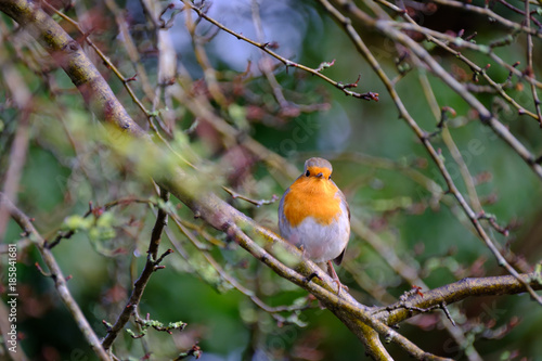 A beautiful European robin tweeting on a tree branch in back garden. © Ket Sang Tai