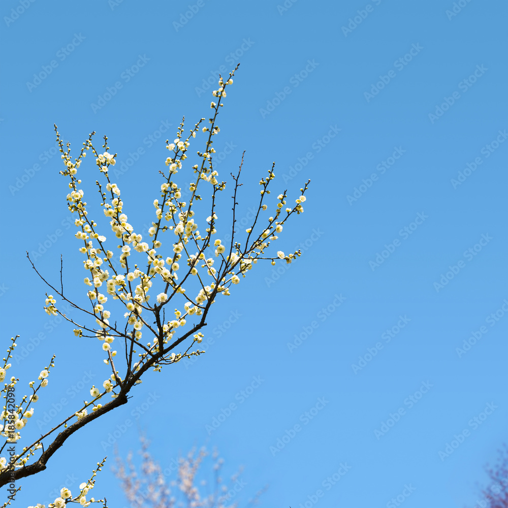 Plum blossoms in early spring Plum blossoms in early spring