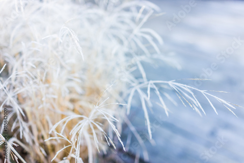 Macro of white golden hay bush in autumn fall showing detail, texture and pattern with frost snow sunrise dawn in West Virginia