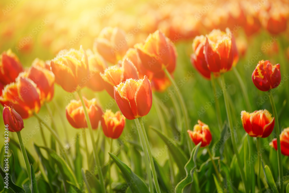 Spring sunny meadow with orange red tulip flowers, floral natural seasonal easter background with copy space Spring sunny meadow with orange red tulip flowers, floral natural seasonal easter background with copy space
