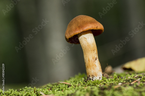 Brown mushroom, somewhere alone in the forest