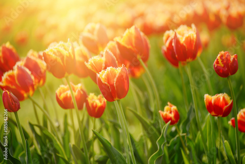 Spring sunny meadow with orange red tulip flowers  floral natural seasonal easter background with copy space