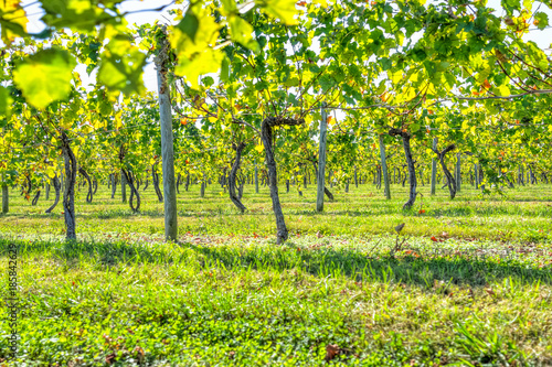 Green vineyard rows during autumn, summer, fall in Virginia countryside with closeup of under grapevines