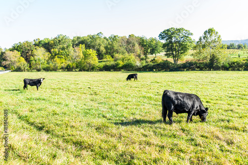 Fototapeta Naklejka Na Ścianę i Meble -  Black cows grazing on pasture in Virginia farms countryside meadow field with green grass