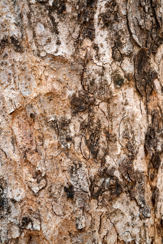 Old bark of tropical tree macro Old bark of tropical tree macro