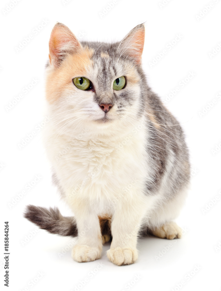 Cat on a white background Cat on a white background