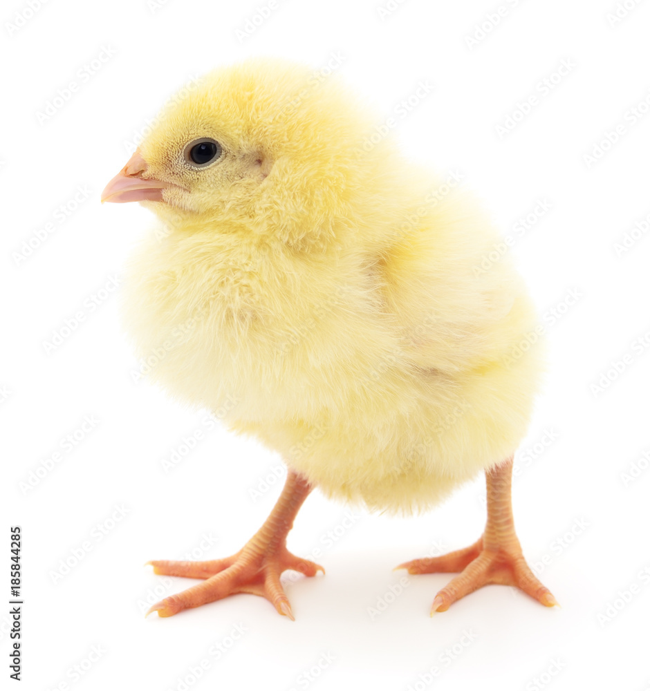 Fototapeta premium Small yellow chicken.
