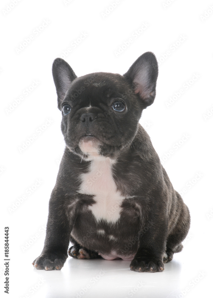 french bulldog puppy french bulldog puppy