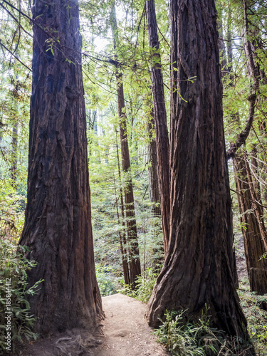 Muir Woods Redwoods Forest - Starburst, San Francisco, SF, California, CA, USA