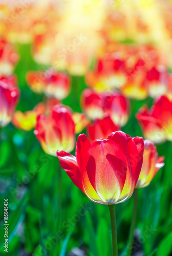 Tulips in garden