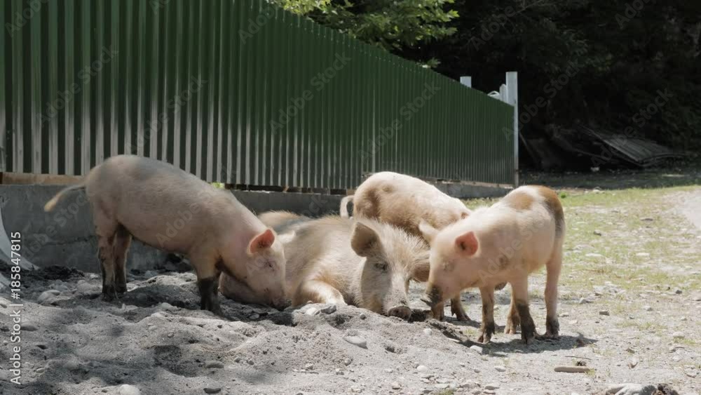 Family of pigs on the road, Georgia Family of pigs on the road, Georgia