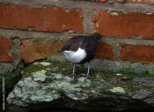 White-throated dipper