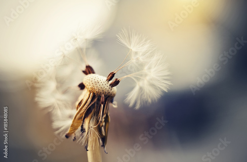 Fototapeta Naklejka Na Ścianę i Meble -  Autumn flower of a dandelion.