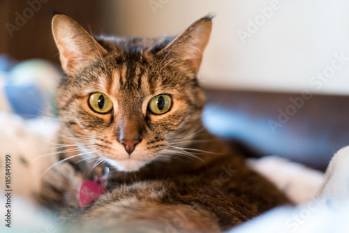 Fototapeta Naklejka Na Ścianę i Meble -  Domestic Cat