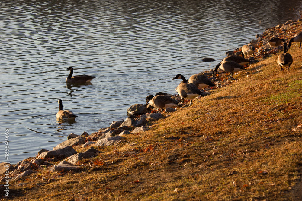 Naklejka premium Wide shot ducks on bank of river 