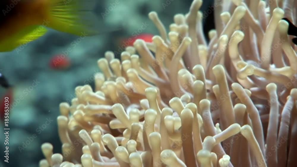 Clown fish in anemone underwater of Red sea. Colorful world of wild marine nature on background of beautiful lagoon. Awesome video of wildlife in Egypt. Clown fish in anemone underwater of Red sea. Colorful world of wild marine nature on background of beautiful lagoon. Awesome video of wildlife in Egypt.