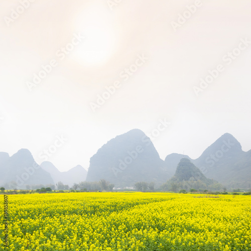 Oilseed rape field in spring  located in Yangshuo County  Guilin  Guangxi  China.