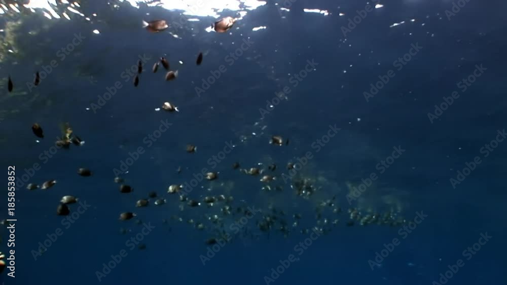 Fish in coral on clean blue background underwater Red sea. Colorful world of wild marine nature in beautiful lagoon. Awesome video of wildlife in Egypt. Fish in coral on clean blue background underwater Red sea. Colorful world of wild marine nature in beautiful lagoon. Awesome video of wildlife in Egypt.