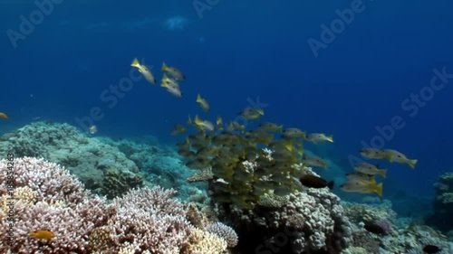 School of Yellowstripe Goatfish Mulloides Flavolineatus fish underwater Red sea. Colorful world of wild marine nature on background of beautiful lagoon. Awesome video of wildlife in Egypt. photo