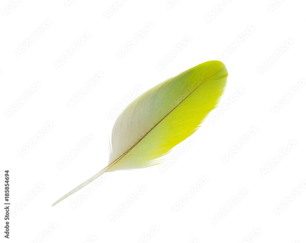 Beautiful light green feather isolated on white background Beautiful light green feather isolated on white background