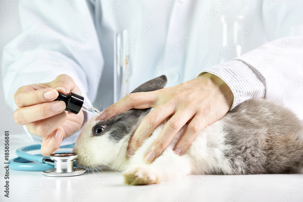 Medicine or cosmetics beauty product research, Scientist testing drug in rabbit animal eyes, Drug research and development concept. Medicine or cosmetics beauty product research, Scientist testing drug in rabbit animal eyes, Drug research and development concept.