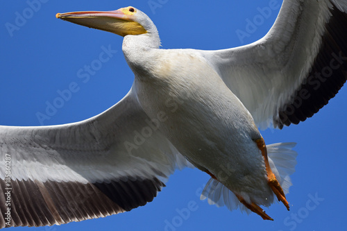 American White Pelican at the Bolsa Chica Ecological Reserve, Huntington Beach, CA