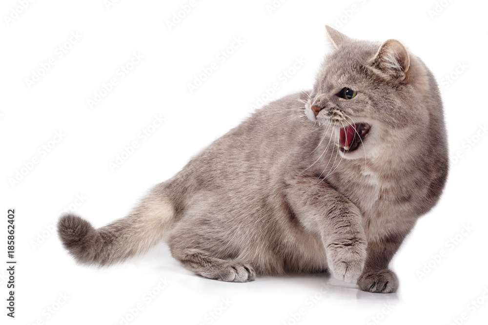 Obraz premium Furious angry cat on a white background