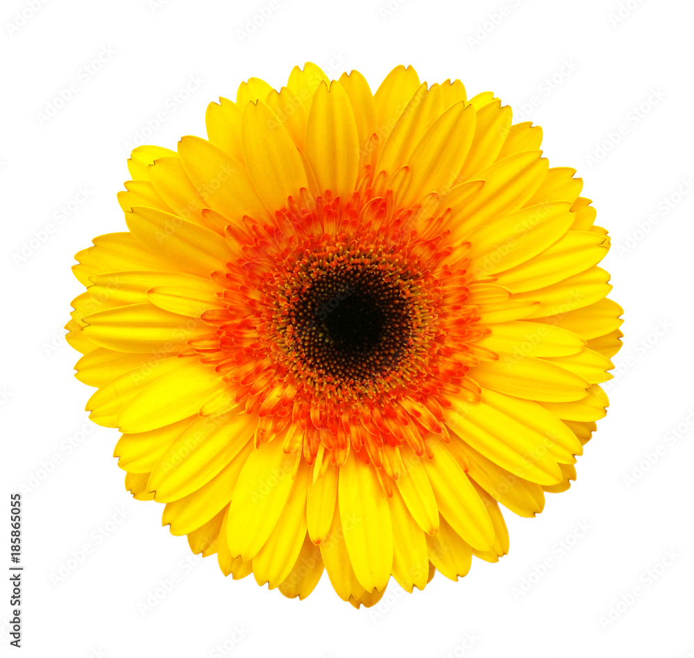 Yellow gerber isolated on white background Yellow gerber isolated on white background